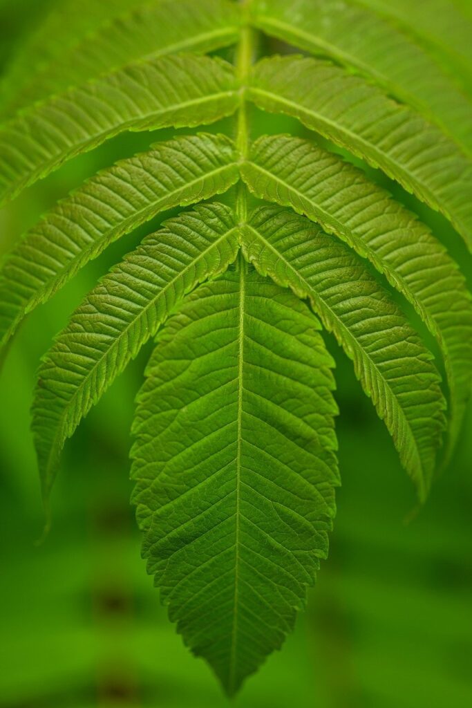 leaves, foliage, green-8068373.jpg