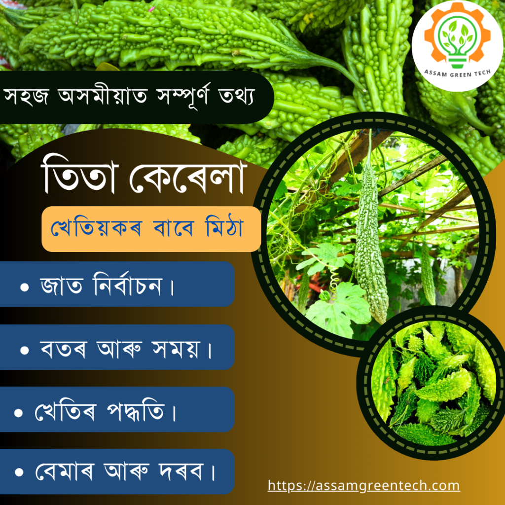 তিতা কেৰেলা খেতি ৰ পদ্ধতি Bitter gourd farming